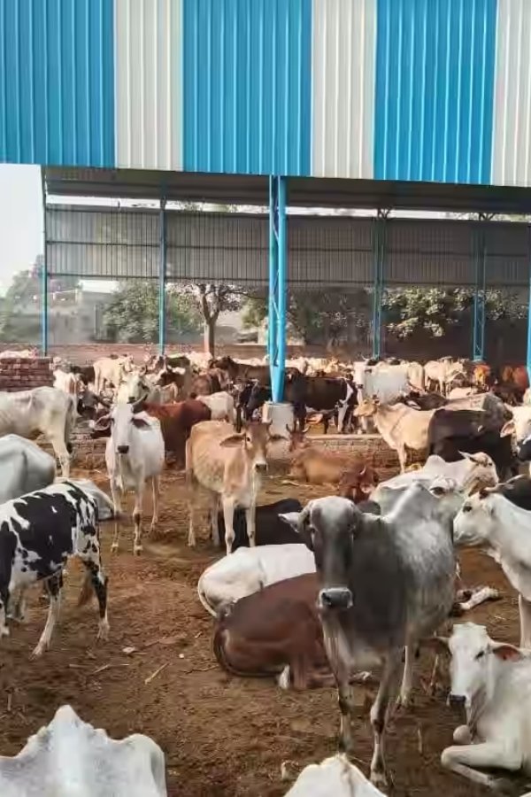 cowcare